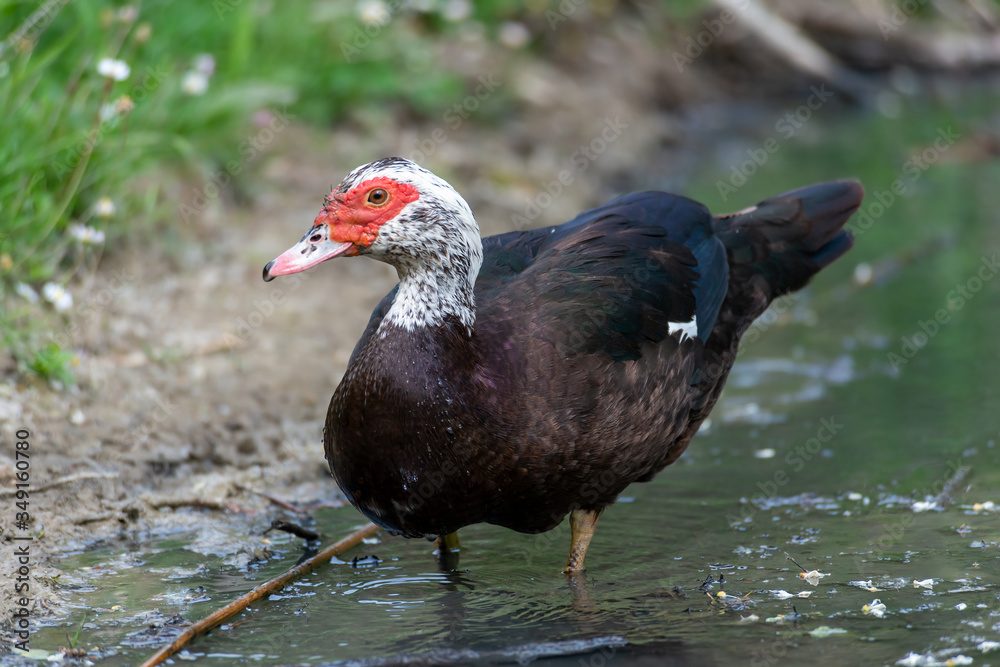 Greylag goose eating in a field on the edge of a lake, with very colorful faces in the foreground looking towards the camera Greylag goose eating in a field on the edge of a lake, with very colorful faces in the foreground looking towards the camera