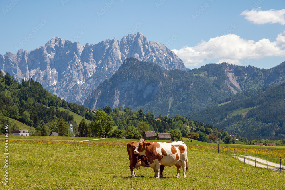 Glückliche Kühe vor einer beeindruckenden Bergkulisse im Nationalpark Gesäuse bei Admont, Steiermark, Österreich