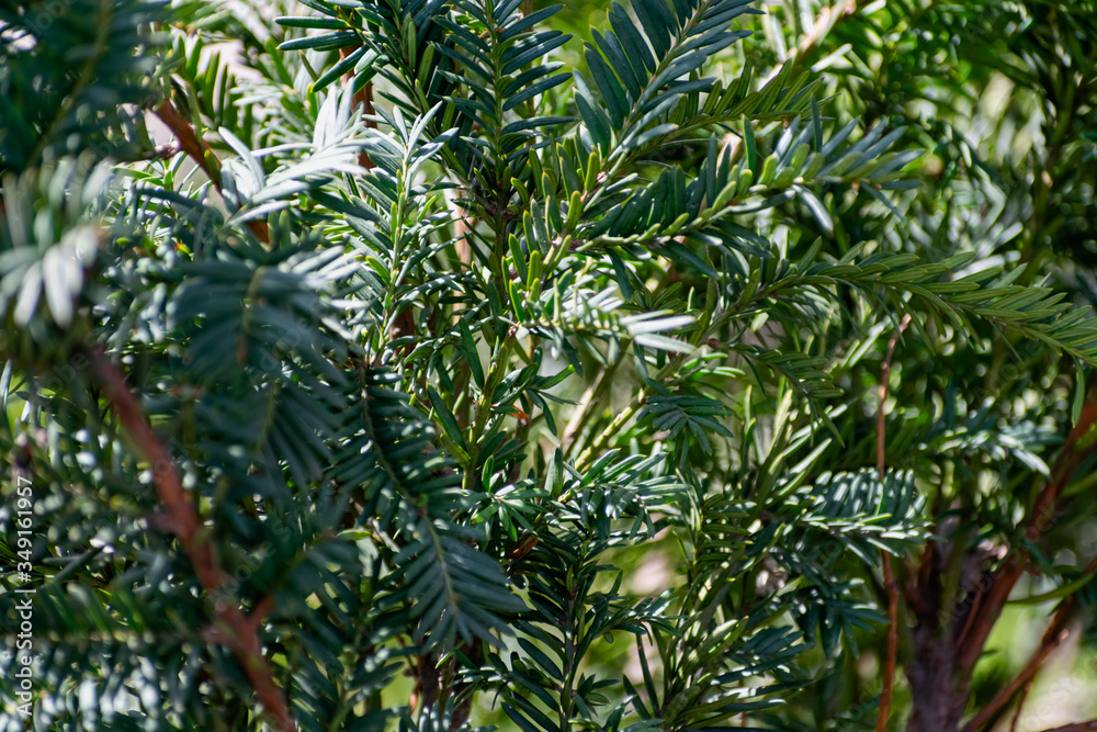 Interesting species of coniferous trees and plants. Natural compositions with evergreen vegetation. Spruce and juniper trees in the warm season, sharp needles and thin leaves on trees and shrubs