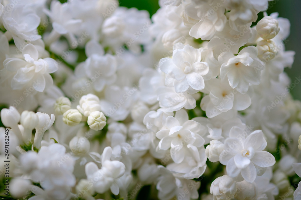 Close-up of a beautiful blooming white lilac. Close-up of a beautiful blooming white lilac.