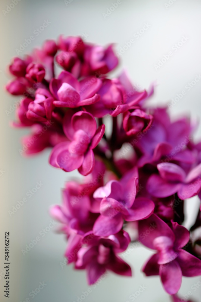 Close-up of a beautiful blooming lilac with unusual flowers of bright lilac color. Close-up of a beautiful blooming lilac with unusual flowers of bright lilac color.