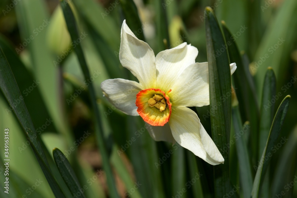 spring daffodil flower in the garden spring daffodil flower in the garden