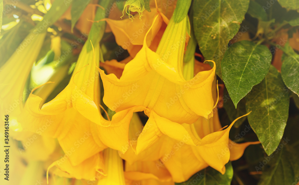 Fototapeta premium Angel's Trumpet yellow Datura flowers large bell-shaped, selective focus. Yellow Brugmansia suaveolens close up blooms in a summer garden. Sunny summer landscape with flowers.