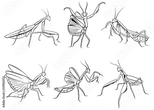 Set of praying mantis. Сollection of silhouette mantis in various poses. Large predator mantis. Linear art. Vector illustration of insect on a white background.