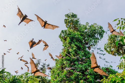 Flying foxes ( bats)  in the blue sky, wild nature, lake Kivu, Rwanda photo