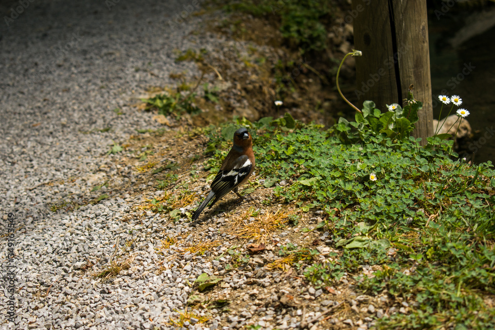Photo of a Common Chaffinch. Small bird on the ground in the park Photo of a Common Chaffinch. Small bird on the ground in the park
