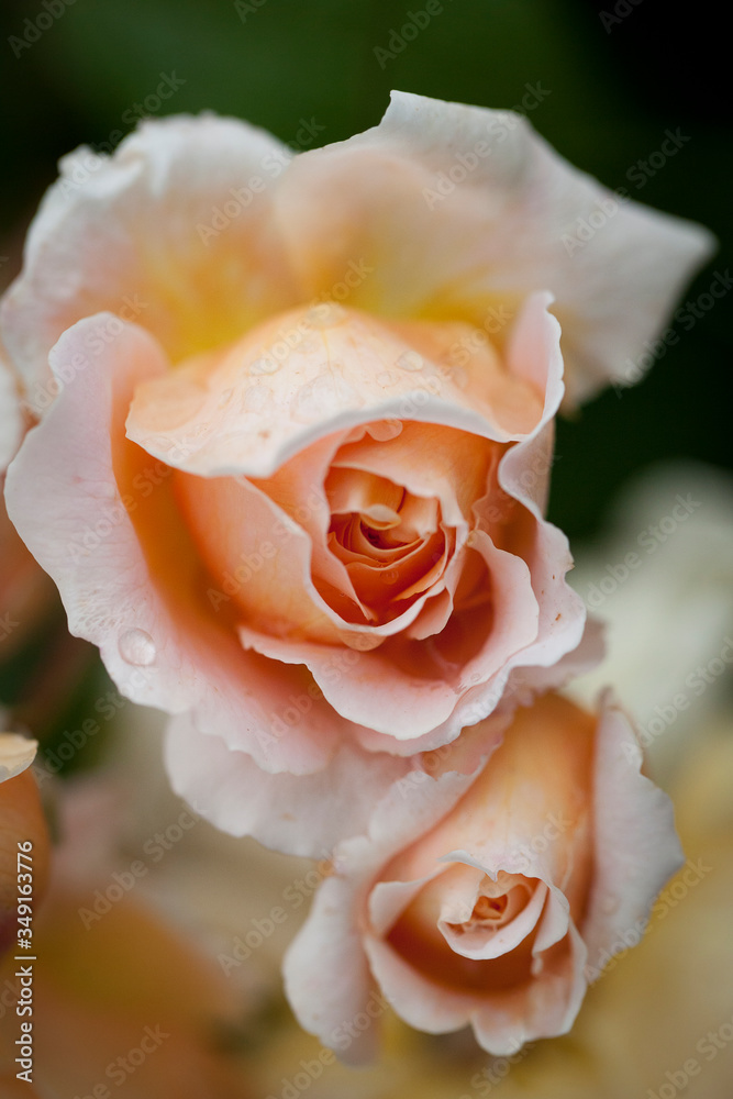 boccioli di rosa gialla e arancio