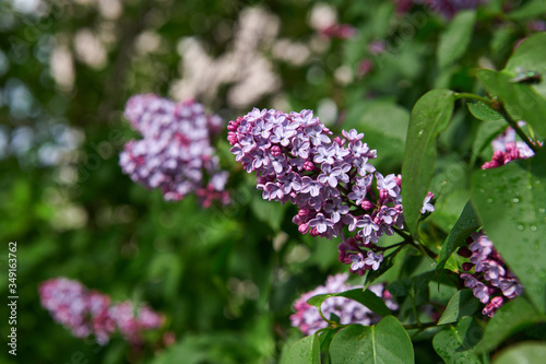 Lilac flowers after the rain on a sunny day. Spring flowering. Beautiful floral photo. Lilac blooming.
