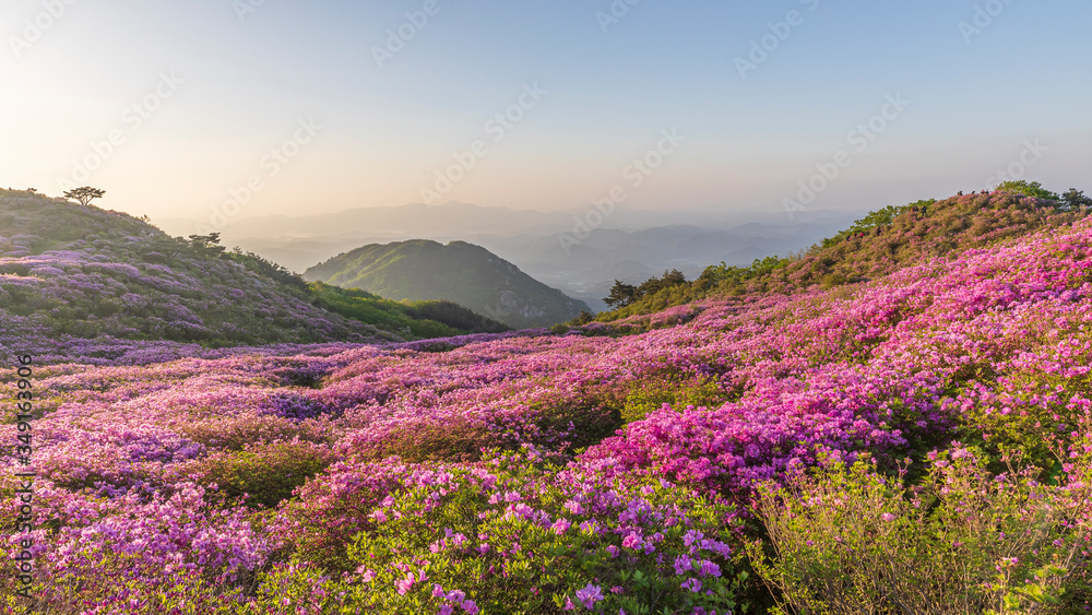 Fototapeta Morning scenery in the mountains where azaleas bloom beautifully