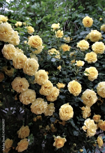 rosa