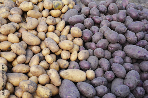 Fotografie A close-up on two potato varieties harvest: round to oblong potato tubers  with purple skin with yellow flesh and long white potato type