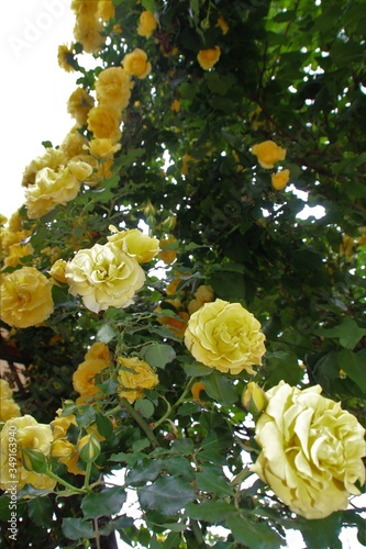 rosa