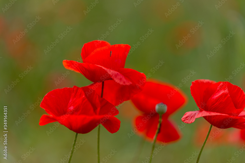 Flowers red poppies bloom in wild field. Beautiful field of red poppies with highlighted focus. Soft light. Toning. Creative Creative Processing Natural Background Flowers red poppies bloom in wild field. Beautiful field of red poppies with highlighted focus. Soft light. Toning. Creative Creative Processing Natural Background