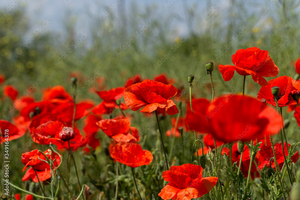 Flowers red poppies bloom in wild field. Beautiful field of red poppies with highlighted focus. Soft light. Toning. Creative Creative Processing Natural Background Flowers red poppies bloom in wild field. Beautiful field of red poppies with highlighted focus. Soft light. Toning. Creative Creative Processing Natural Background