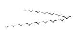 Duck flock in the sky. Vector drawing