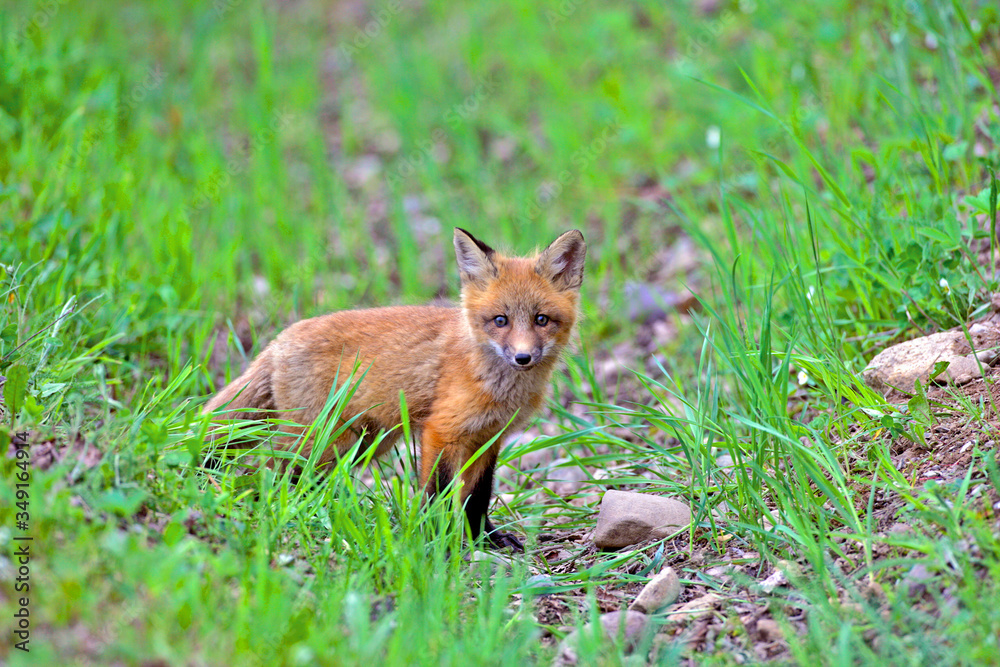 Little red fox cub in the grass.
