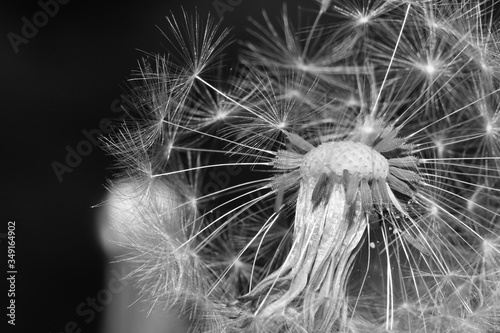 pusteblume, die die ersten samen verloren hat in schwarz-weiß photo