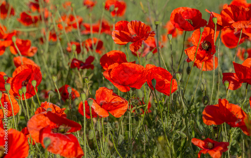 Flowers red poppies bloom in wild field. Beautiful field of red poppies with highlighted focus. Soft light. Toning. Creative Creative Processing Natural Background