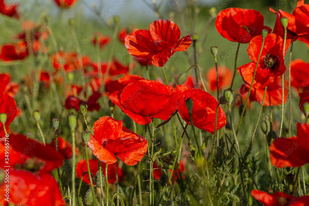 Flowers red poppies bloom in wild field. Beautiful field of red poppies with highlighted focus. Soft light. Toning. Creative Creative Processing Natural Background
