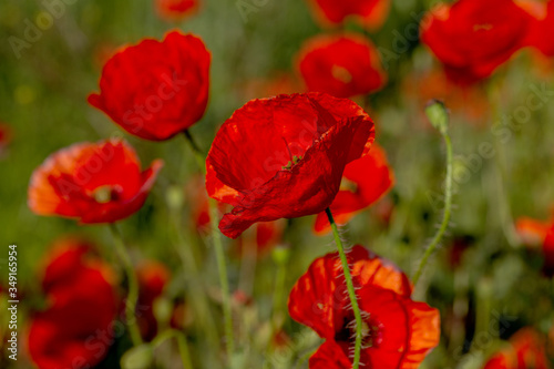 Flowers red poppies bloom in wild field. Beautiful field of red poppies with highlighted focus. Soft light. Toning. Creative Creative Processing Natural Background