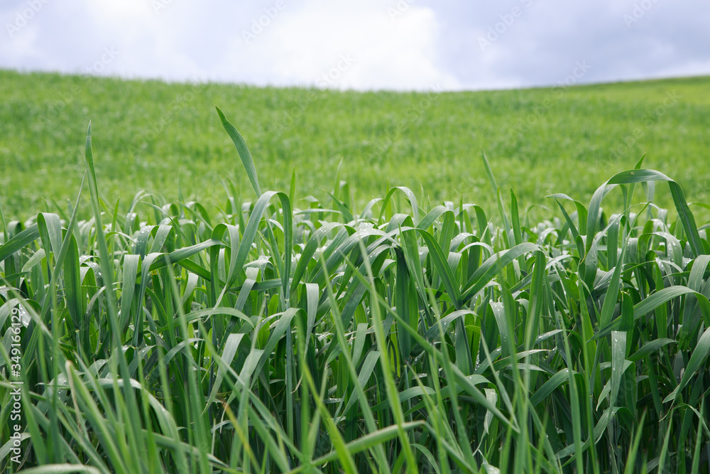 Lush green grass. Spring background. Drops of dew on the leaves. Copy space. Fresh bright texture. Lush green grass. Spring background. Drops of dew on the leaves. Copy space. Fresh bright texture.