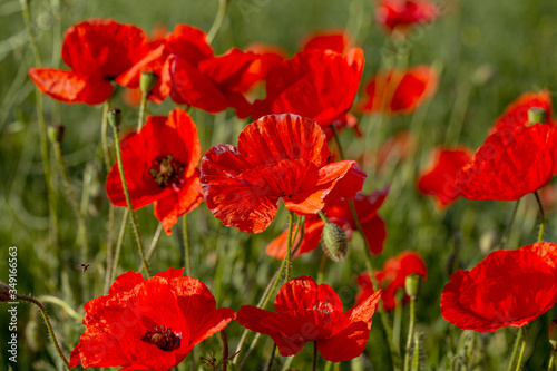 Flowers red poppies bloom in wild field. Beautiful field of red poppies with highlighted focus. Soft light. Toning. Creative Creative Processing Natural Background