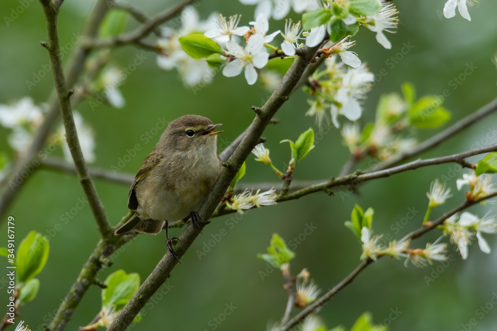 Common chiffchaff (Phylloscopus collybita) perched on a small branch with white blossoms. Cute yellow songbird with soft green background singing from a bush. Wildlife scene from nature.Czech Republic