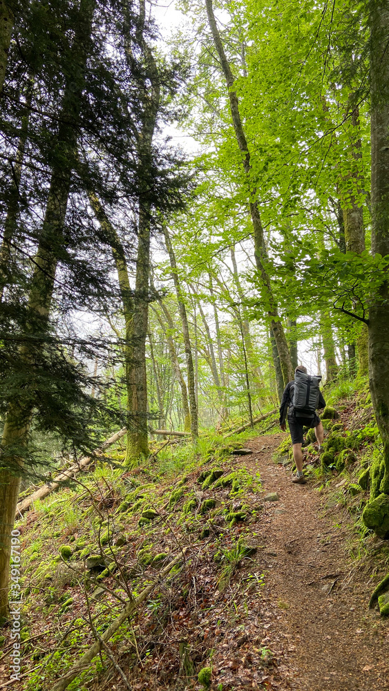 Frühling im Schwarzwald 