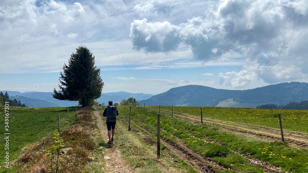 Fototapeta premium Frühling im Schwarzwald 