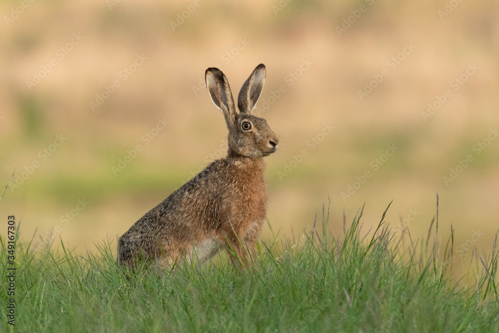 European hare (Lepus europaeus) is an adorable furry mammal living in the fields. Portrait of a young hare sitting in grassy steppe with soft background in warm evening light. Czech Republic European hare (Lepus europaeus) is an adorable furry mammal living in the fields. Portrait of a young hare sitting in grassy steppe with soft background in warm evening light. Czech Republic
