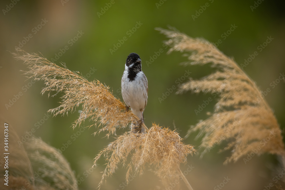 Obraz premium Male Reed bunting (Emberiza schoeniclus) in the reeds habitat. Grey songbird with black head perched on a reed with soft green background. Wildlife scene from nature. Czech Republic