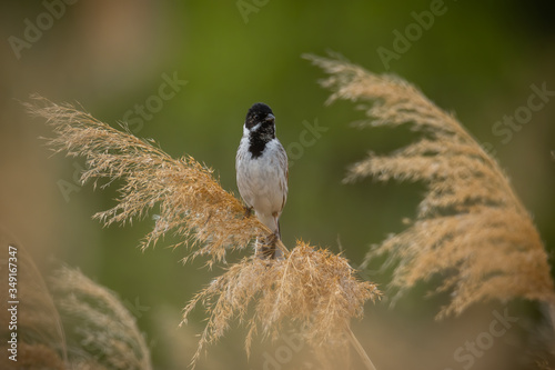 Male Reed bunting (Emberiza schoeniclus) in the reeds habitat. Grey songbird with black head perched on a reed with soft green background. Wildlife scene from nature. Czech Republic