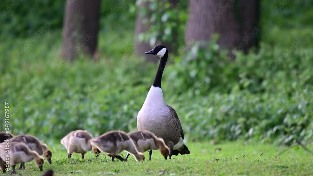 Canada goose family with goslings search feed on the meadow, spring, (branta canadensis), germany Canada goose family with goslings search feed on the meadow, spring, (branta canadensis), germany