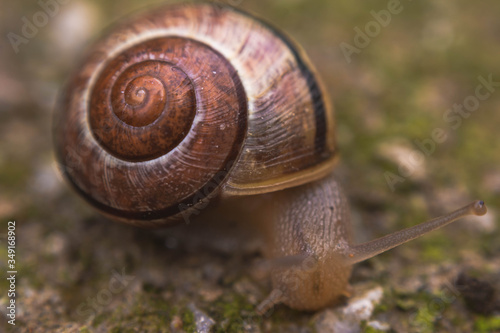 Close up photography of snail in nature