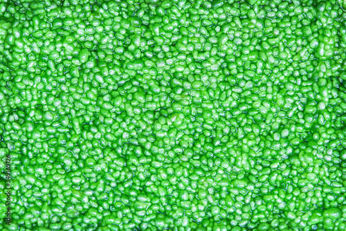 Green small water algae wolffia globosa or water meal texture top view background photo