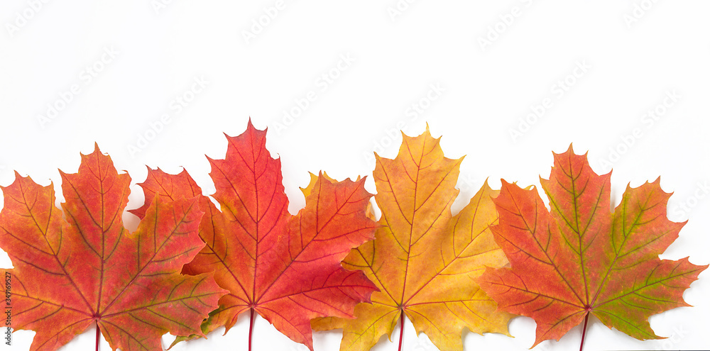 Beautiful autumn background with red, orange and yellow maple leaves on white background. Space for text, flat lay Beautiful autumn background with red, orange and yellow maple leaves on white background. Space for text, flat lay