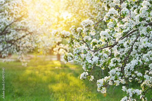 Fototapeta Naklejka Na Ścianę i Meble -  blossoming apple tree
