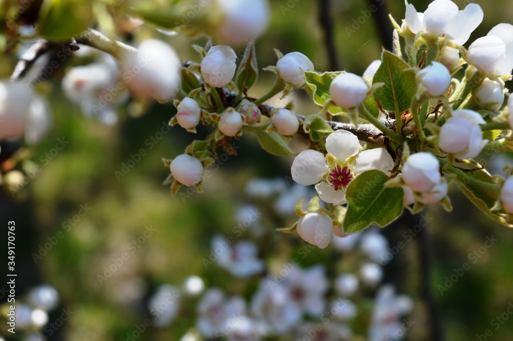 white flowers, pears in spring