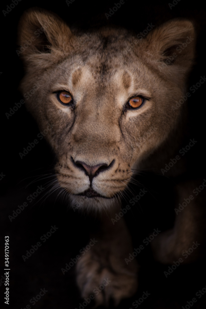 Lioness looks passionately and eagerly, portrait  black background.