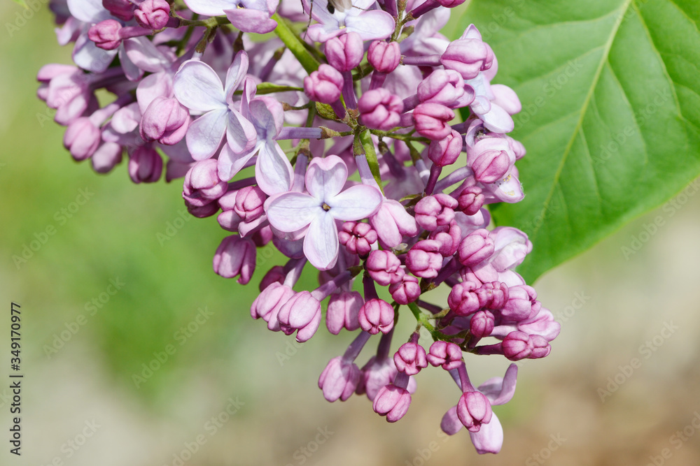 Fototapeta premium common lilac flowering in the garden in springtime
