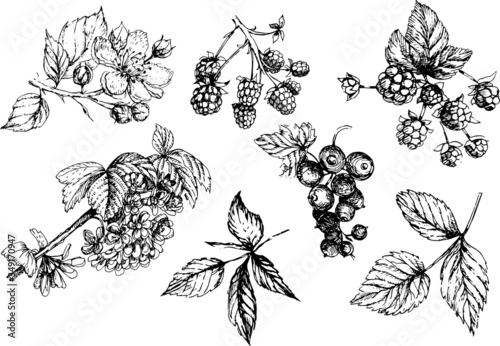 Set  graphic with flowers and berries. Drawn illustration separately on a white background. Blackberries, currants, leaves, branches, flowers. Print, textile, wallpaper, paper, vintage, retro.
