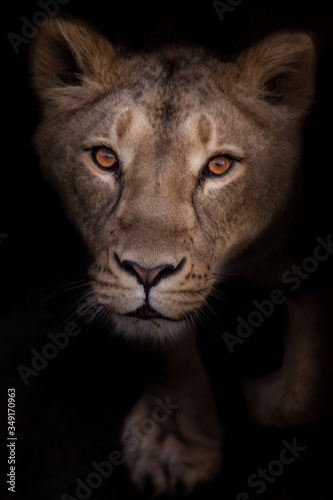 Lioness looks passionately and eagerly, portrait  black background.