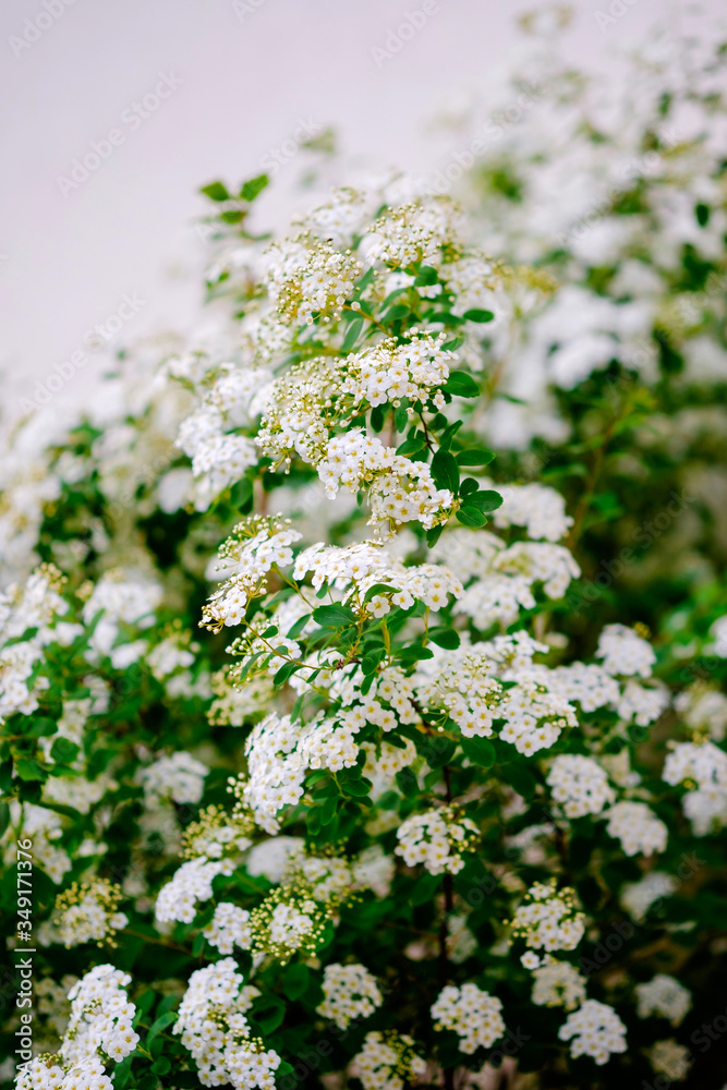 Beautiful white blossoms of alyssum in spring also known as sweet alison blooming. Beautiful white blossoms of alyssum in spring also known as sweet alison blooming.
