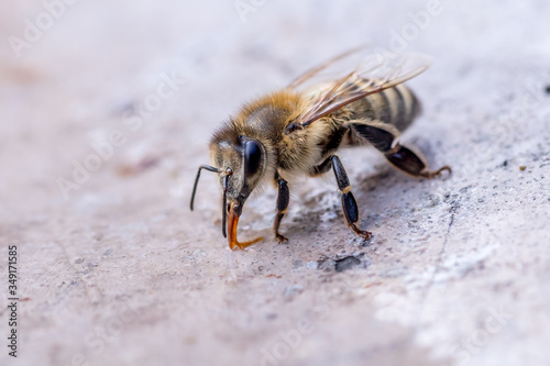 Pszczoła miodna  makro w duży powiększeniu , środowisko naturalne, światło dzienne