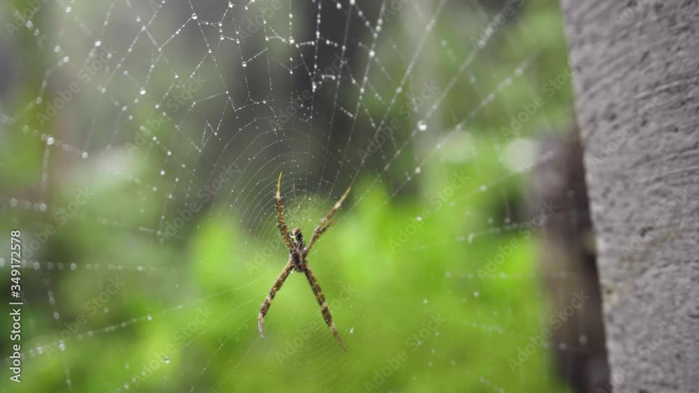 Spider web on green forest background Spider web on green forest background
