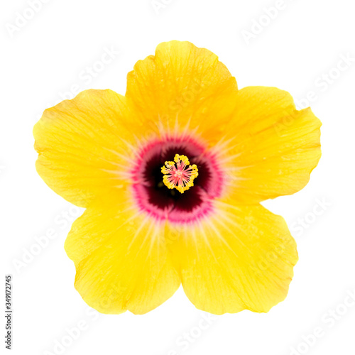 Yellow hibiscus flower with dark red center isolated on white 