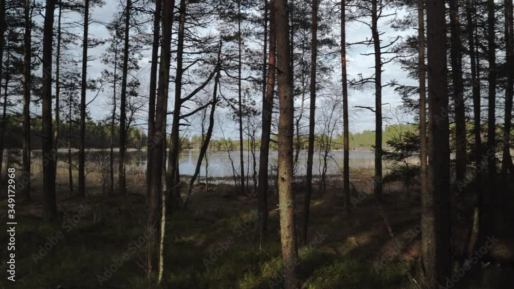 Bog lake shore through the forestSunny day,. Estonia