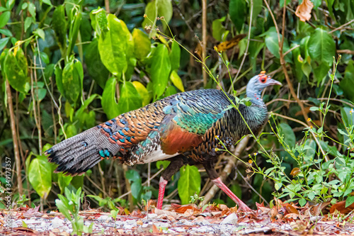 Ocellated turkey, Meleagris ocellata, single bird on grass by the road to Tikal national park, Guatemala, Central America photo