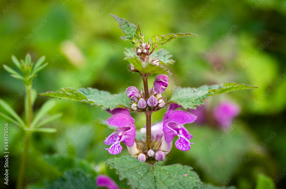 Lamium purpureum, known as red dead-nettle, purple dead-nettle, or purple archangel, is a herbaceous flowering plant of the Lamiaceae family. Cut-Leaved Dead-Nettle (Lamium purpureum). Flower Closeup. Lamium purpureum, known as red dead-nettle, purple dead-nettle, or purple archangel, is a herbaceous flowering plant of the Lamiaceae family. Cut-Leaved Dead-Nettle (Lamium purpureum). Flower Closeup.