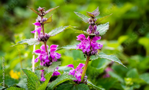 Lamium purpureum, known as red dead-nettle, purple dead-nettle, or purple archangel, is a herbaceous flowering plant of the Lamiaceae family. Cut-Leaved Dead-Nettle (Lamium purpureum). Flower Closeup. photo